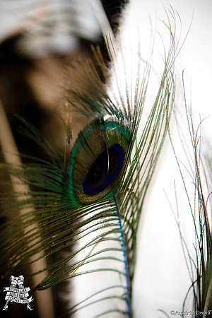 Photography by Angela McConnell-20110604-8644