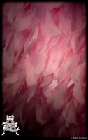 Photography by Angela McConnell-20100603-7084
